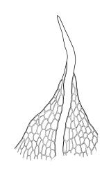 Entosthodon subnudus var. gracilis, leaf apex of 